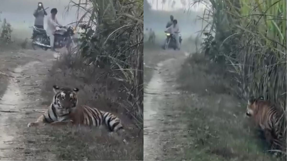 VIDEO: Farmer In Uttar Pradesh's Pilibhit Encounters Surprise Visit From Tiger In Field