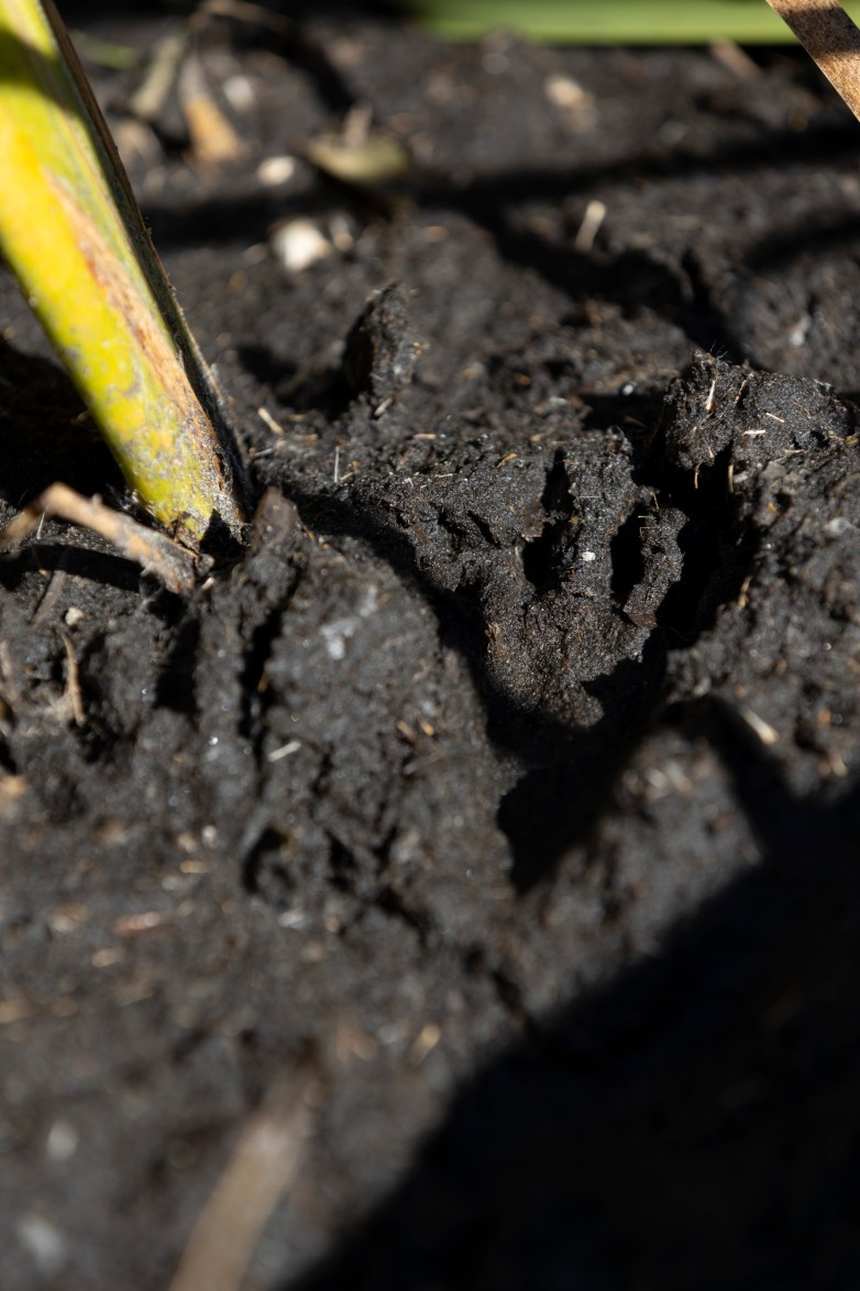 Beaver footprints in mud