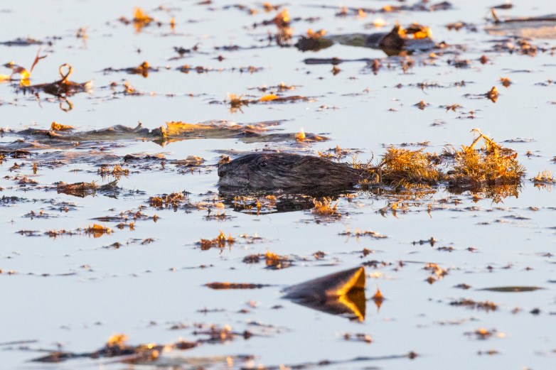 Beaver sticks its head out of water