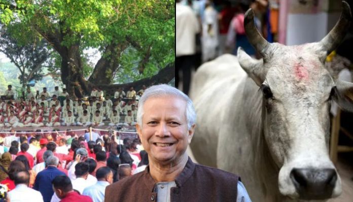 'Pohela Boishakh' under threat in Bangladesh as extremists campaign to slaughter cows, Yunus govt remains mute spectator