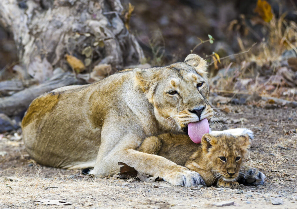 PM Modi at Gir Wildlife Sanctuary