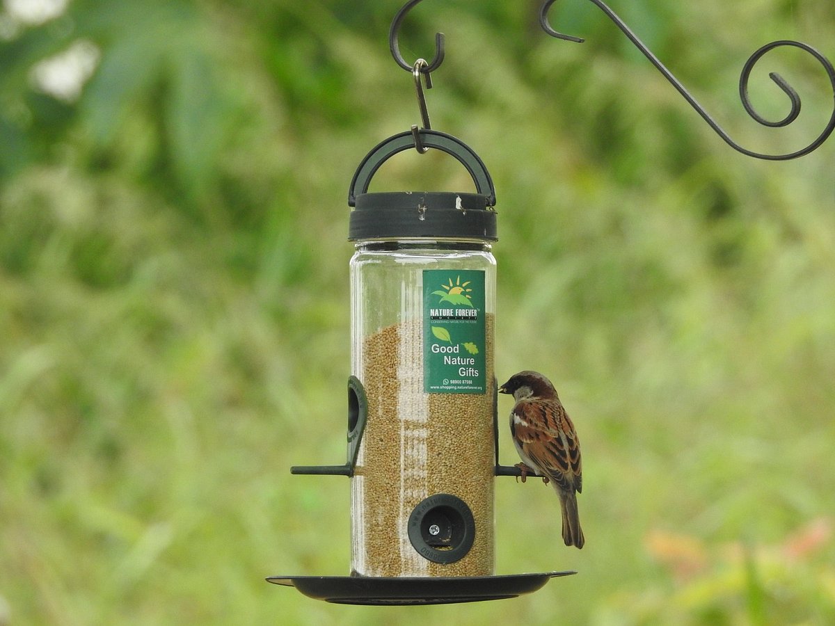 Conservation of house sparrows