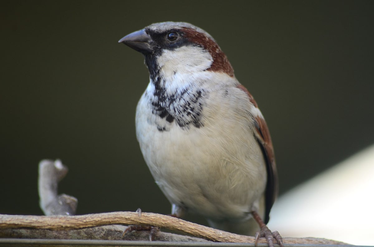 Conservation of house sparrows