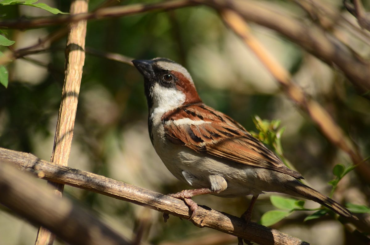 Conservation of house sparrows