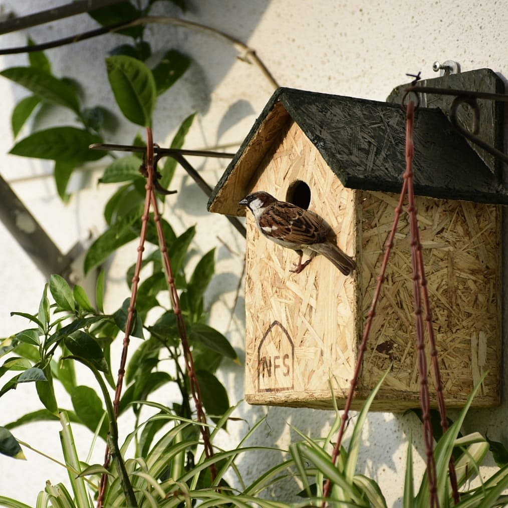 Conservation of house sparrows
