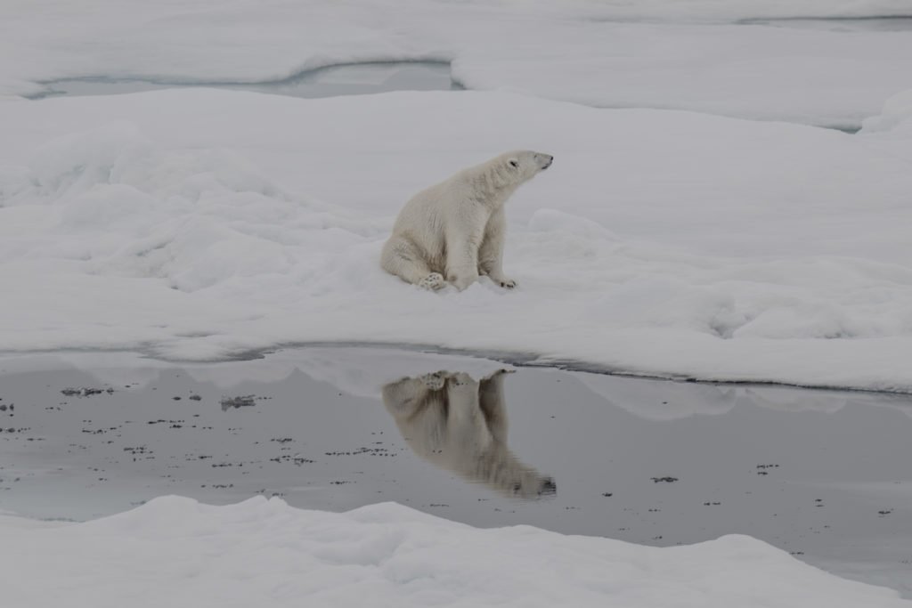 Melting world of polar bears: Arctic