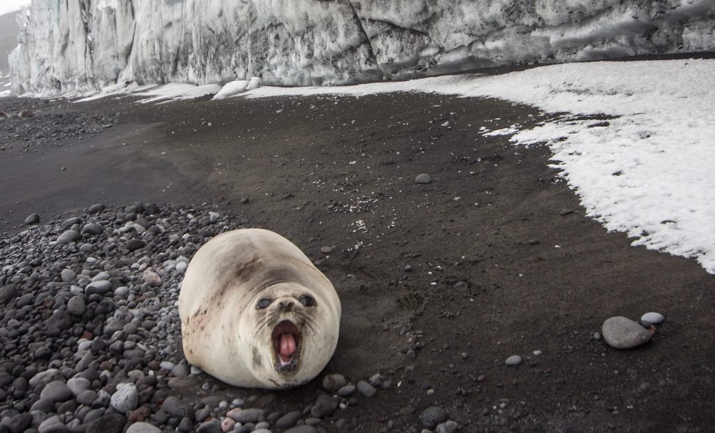 Southern Elephant Seal Pup, Heard Island