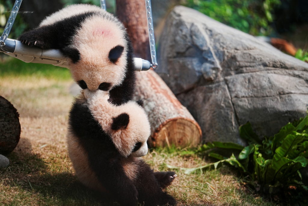Debut ceremony for the 6-month-old panda twin cubs in Hong Kong