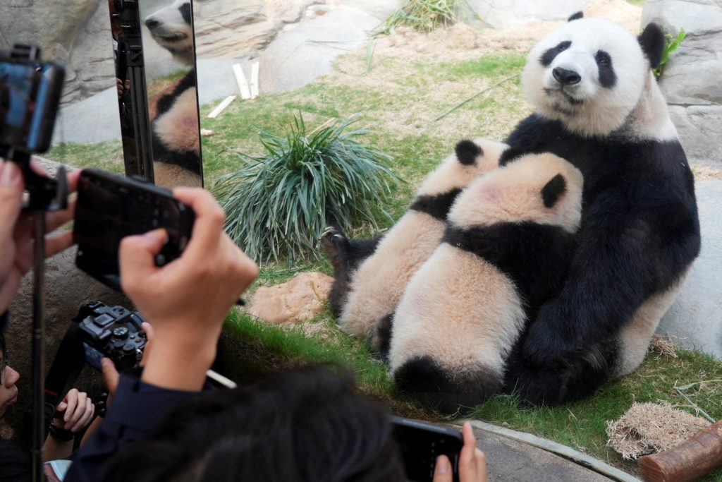 Panda cubs and their mother Ying Ying in Hong Kong
