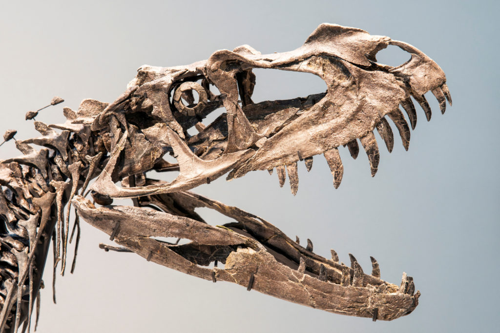 The juvenile Ceratosaurus nasicornis skeleton is displayed at Sotheby’s auction in New York