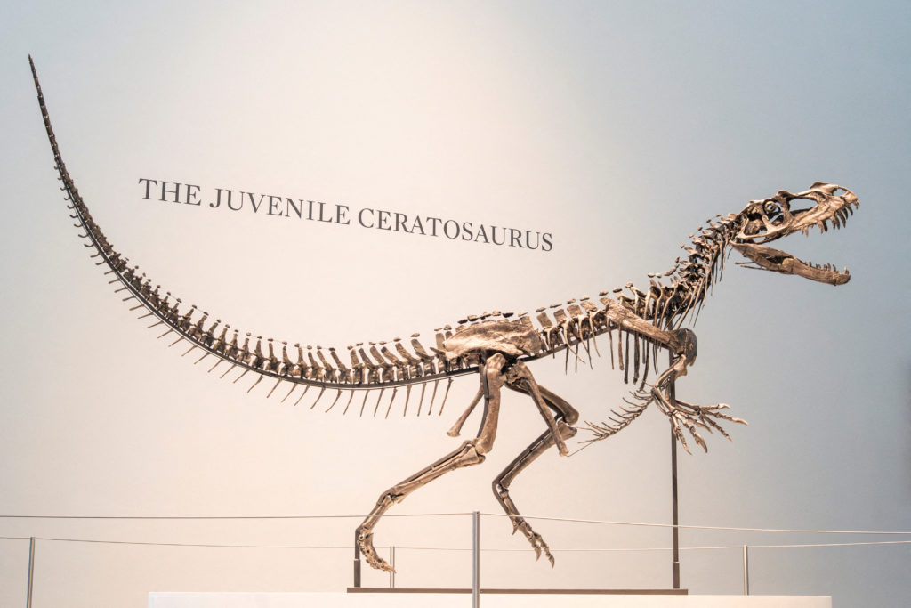 The juvenile Ceratosaurus nasicornis skeleton is displayed at Sotheby’s auction in New York