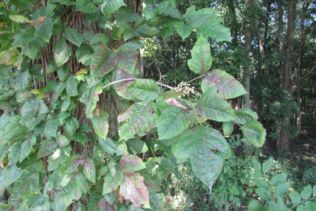 Poison_Ivy_(Toxicodendron_radicans)_7027