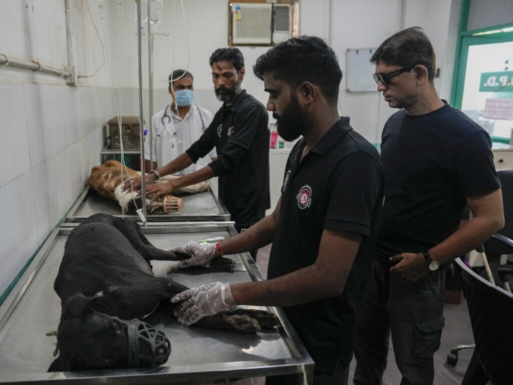 Stray dogs issue in Delhi-NCR