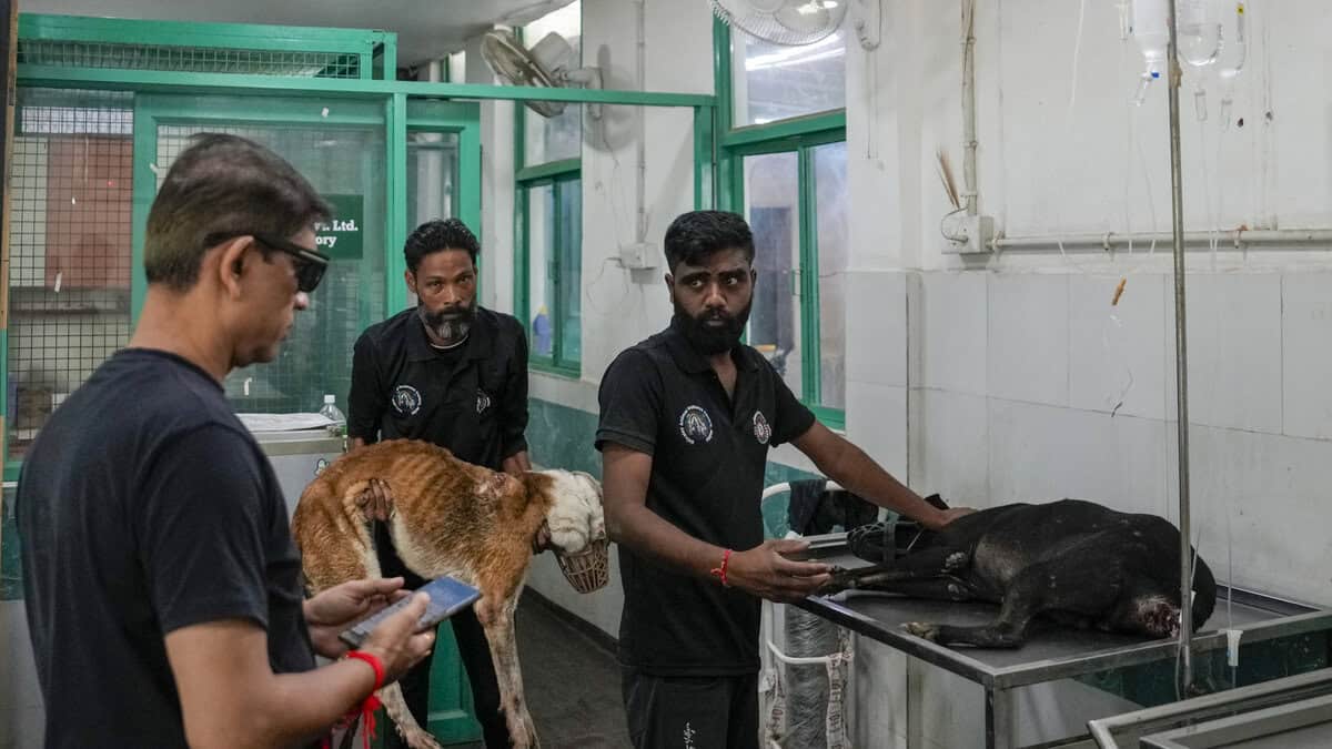 Stray dogs issue in Delhi-NCR