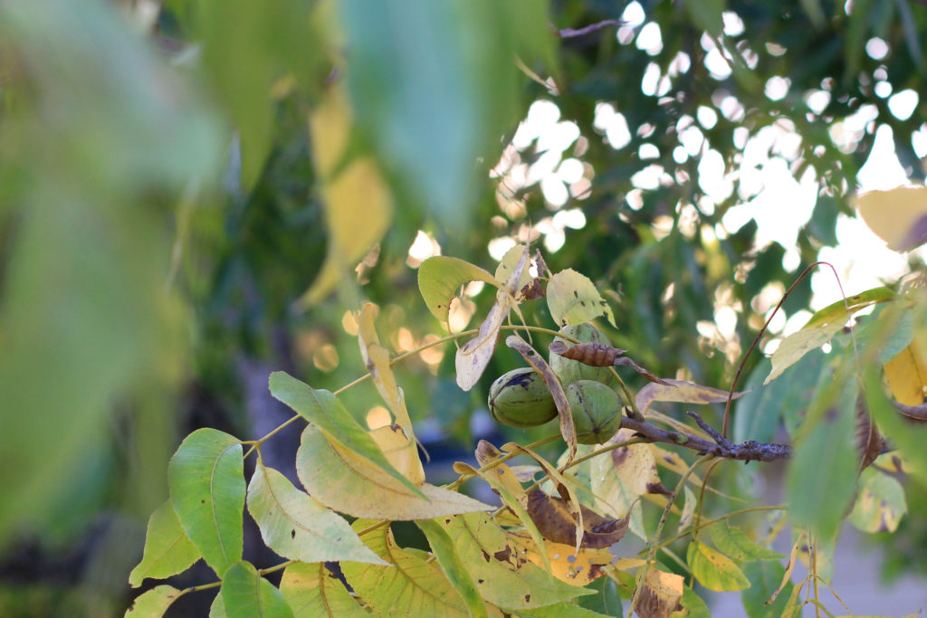 Pecans_Bastrop_County_Texas_October_2022