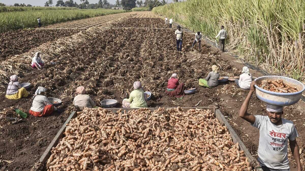 Farmers harvest turmeric rhizomes and load the raw produce onto a tractor from a field in Karad in Maharashtra