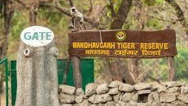 Darshan Yatra In Bandhavgarh Tiger Reserve; NGT Directs PCCF To Set Up Committee