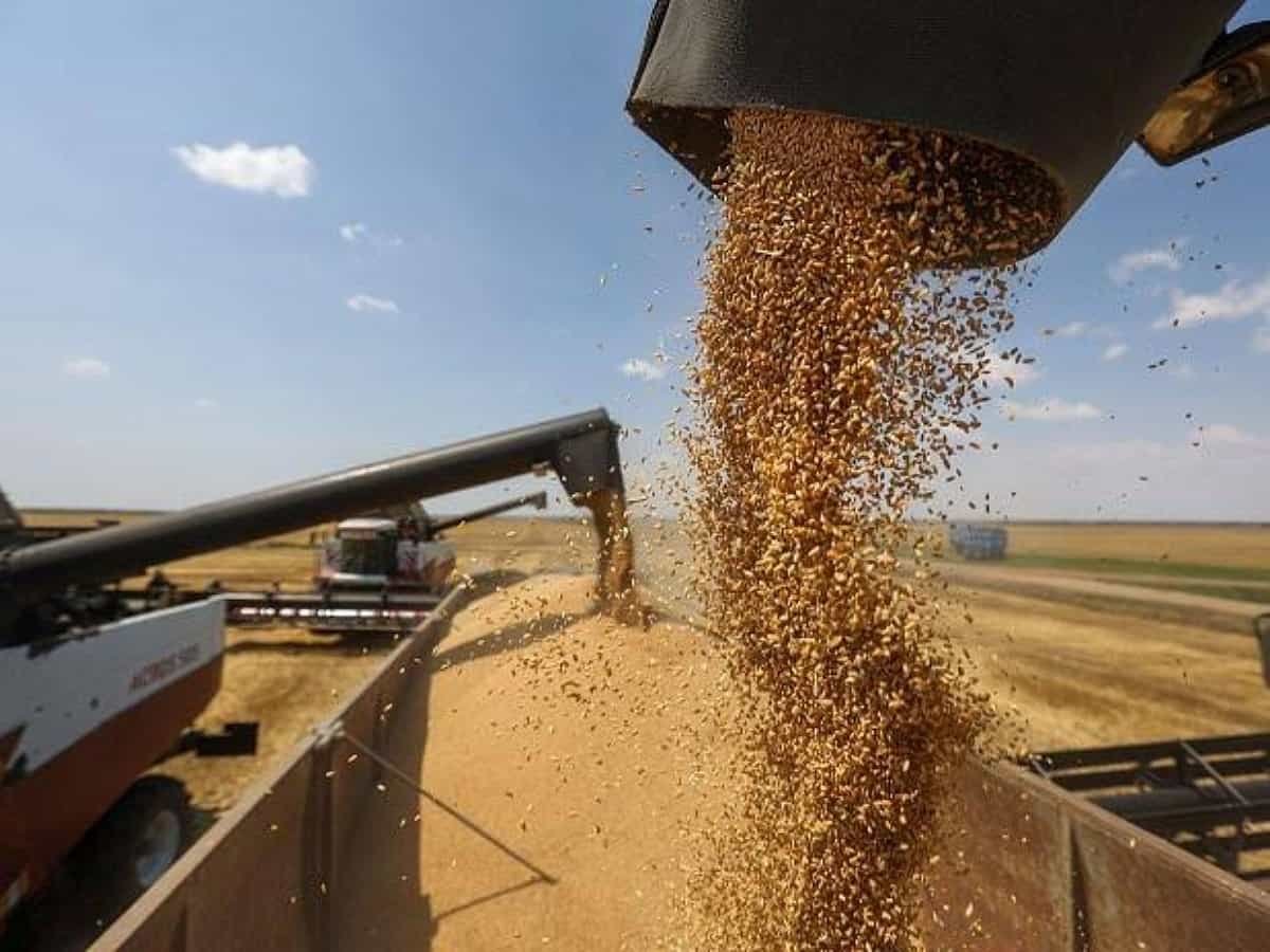 Rabi 2024 clocks 1,132 LMT wheat production, ample availability in country: Centre