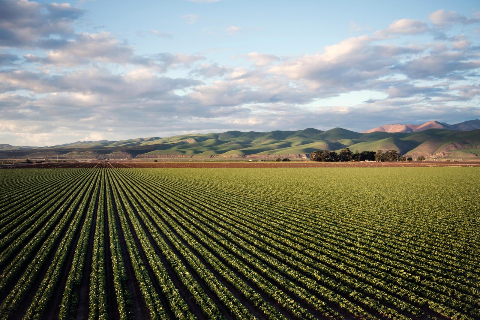 Farmers weigh diversity of crops against trade wars, weather