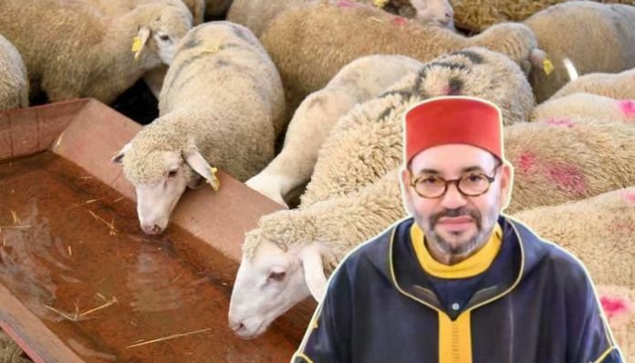 Morocco, with 99% Muslim population, bans animal slaughter on Bakrid – Read why King Mohammed VI has taken this unprecedented step