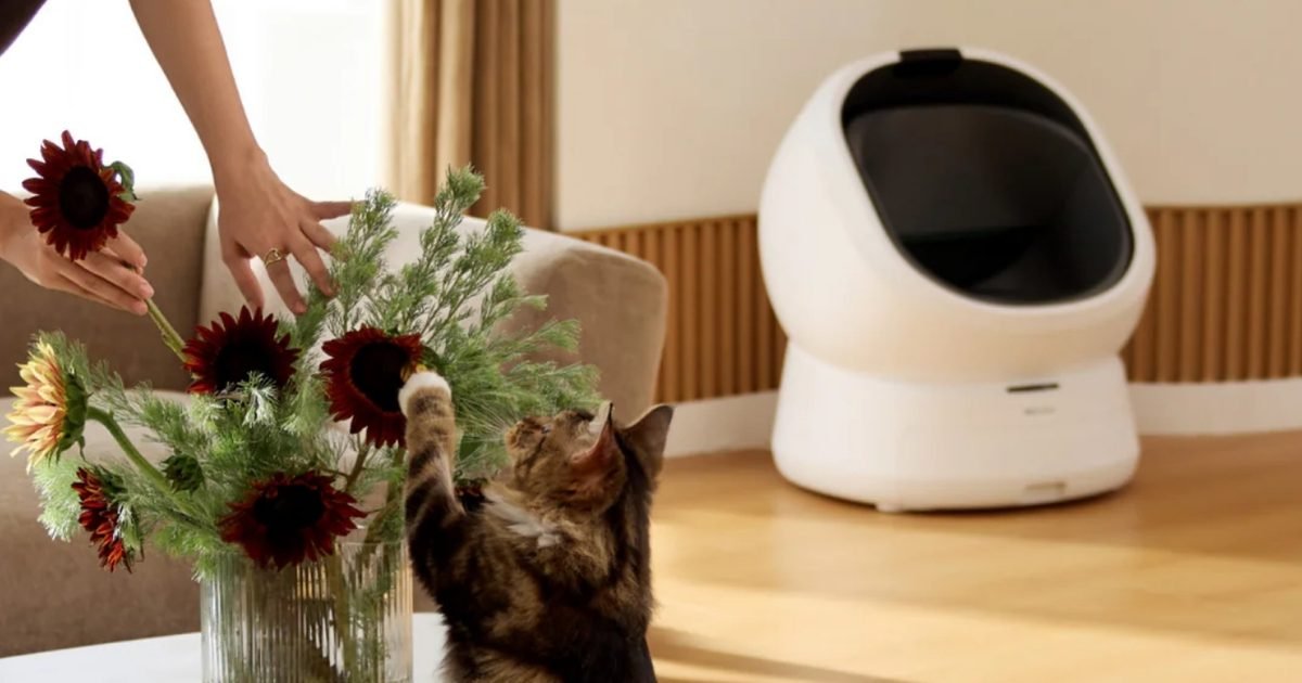 How Petlibro is using AI to catch feline health issues early